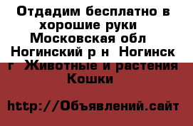 Отдадим бесплатно в хорошие руки - Московская обл., Ногинский р-н, Ногинск г. Животные и растения » Кошки   